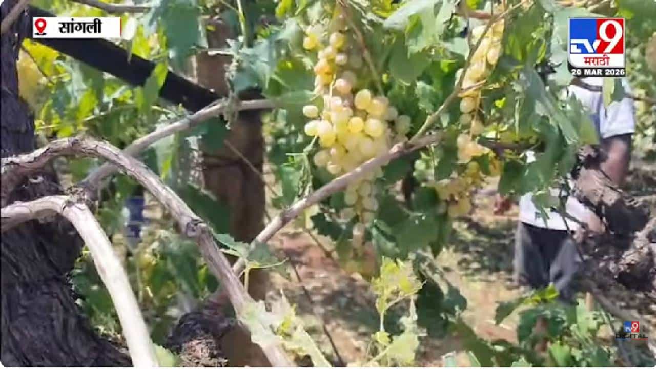 Sangli | सांगलीत अवकाळीचा हाहाकार, काढणीला आलेल्या पिकांचं मोठं नुकसान, शेतकरी हवालदिल
