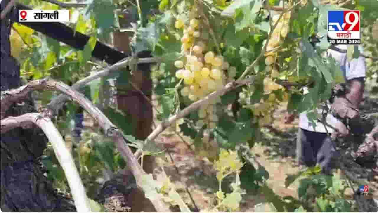 Sangli | सांगलीत अवकाळीचा हाहाकार, काढणीला आलेल्या पिकांचं मोठं नुकसान, शेतकरी हवालदिल