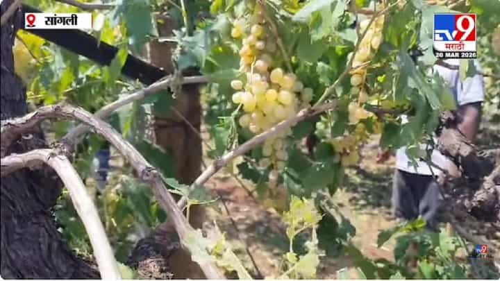 Sangli | सांगलीत अवकाळीचा हाहाकार, काढणीला आलेल्या पिकांचं मोठं नुकसान, शेतकरी हवालदिल Sangli | सांगलीत अवकाळीचा हाहाकार, काढणीला आलेल्या पिकांचं मोठं नुकसान, शेतकरी हवालदिल