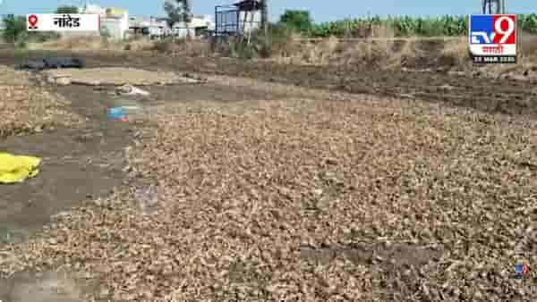 Nanded | हाताच्या फोडाप्रमाणे जपलेलं पीक मातीमोल, शेतकऱ्यांना लाखोंचा फटका
