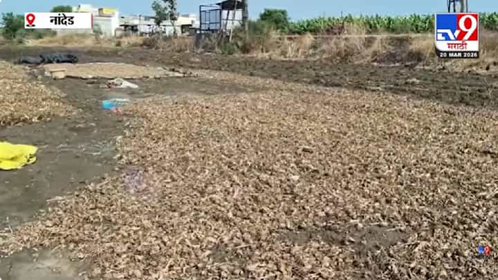 Nanded | हाताच्या फोडाप्रमाणे जपलेलं पीक मातीमोल, शेतकऱ्यांना लाखोंचा फटका Nanded | हाताच्या फोडाप्रमाणे जपलेलं पीक मातीमोल, शेतकऱ्यांना लाखोंचा फटका