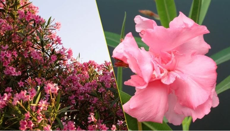 (टीप- वरील लेख प्राथमिक माहितीवर आधारलेला आहे. आम्ही कोणताही दावा करत नाही. कोणताही प्रयोग करण्याआधी त्या-त्या क्षेत्रातील तज्ज्ञांचा सल्ला घ्या.)