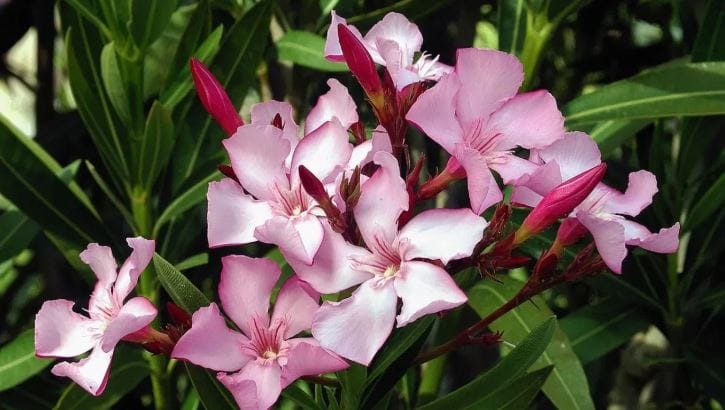 बागेत आपण अनेक प्रकारची झाडे लावतो. यात काही फुलझाडं तर काही फळांचीही झाडे असतात. आयुर्वेदिक महत्त्व असलेल्याही काही वनस्पती अनेकजण बागेत लावतात. आपली बाग सुंदर कशी दिसेल, यासाठी लोक वेगवेगळे प्रयोग करताना दिसतात.