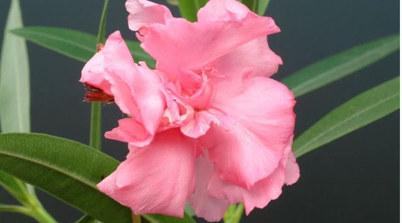 परंतु काही लोक बाग सुंदर दिवासी या एका कारणामुळे नको ते प्रयोग करतात. कधीकधी तर विषारी गुणधर्ण असणारी झाडेदेखील काही लोक लावतात. या झाडांना स्पर्श केला किंवा त्या झाडांच्या संपर्कात आल्यास शरीरावर वाईट परिणाम होतो.