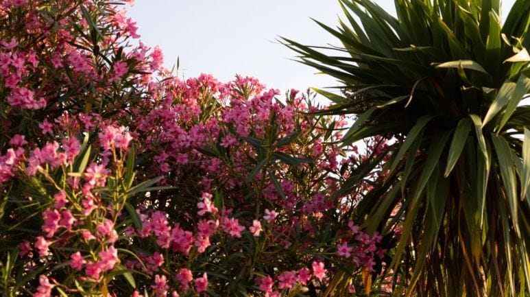 त्यामुळेच अशा प्रकारची झाडे बागेत लावणे टाळावे. काही झाडांची फुलंदेखील शरीरासाठी खूप खोदादायक असतात. त्या फुलांचे परागकण श्वसनावाटे शरीरात गेले तर अॅलर्जी, शिंका येणे असा त्रास व्हायला लागतो. यासह काही लोकांच्या अंगाला खाजही येते.