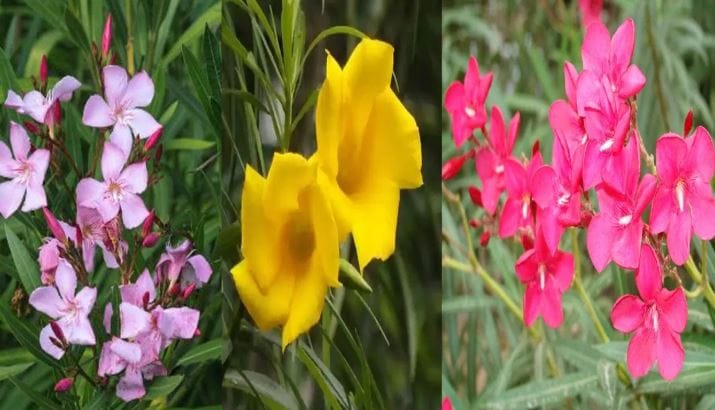 दरम्यान, असे एक फुलझाड आहे, जे दिसायला तर खूपच सुंदर दिसते. परंतु हे फुल आणि फुलाचे झाडे तुम्हाला त्रासदायक ठरू शकते. या फुलाचे नाव कण्हेरी असे आहे. कण्हेरीचे फुल लाल-गुलाबी रंगाचे असते. या फुलझाडाची पाने खाल्ल्यास ते शरीरासाठी धोकादायक असल्याचे मानले जाते. काही लोकांनी या पानांना हात लावला तरीही त्यांना अॅलर्जीचा त्रास होतो.