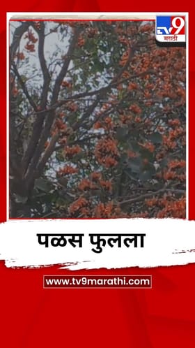 धुळे जिल्ह्याच्या वनराईत अग्नीफुलांची उधळण; पळस फुलला