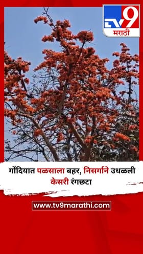 गोंदियात पळसाला बहर, निसर्गाने उधळली केसरी रंगछटा