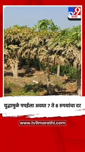 युद्धामुळे पपईला अवघा ७ ते ८ रुपयांचा दर