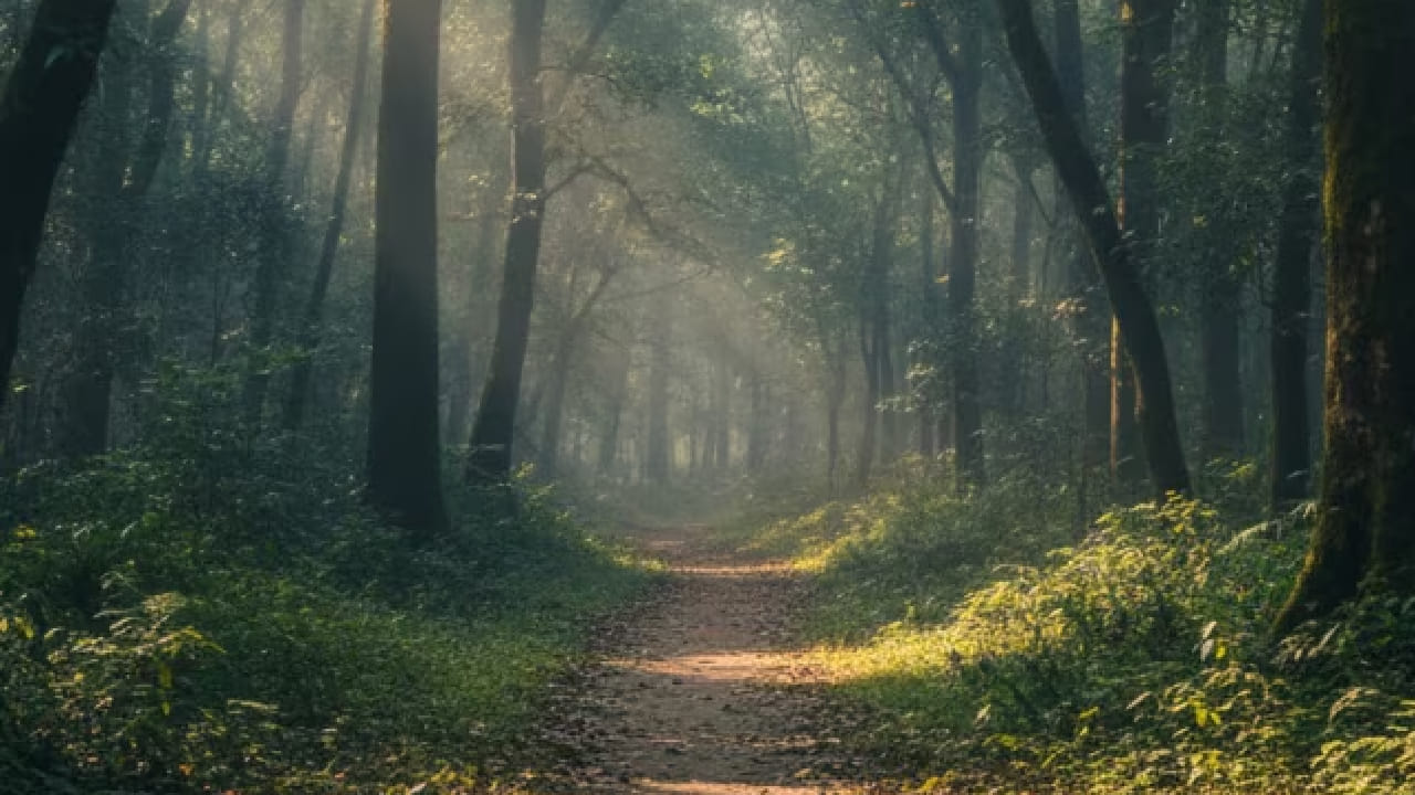 पासीघाट हे ठिकाण समुद्रसपाटीपासून सुमारे सुमारे 509 फूट उंचीवर वसलेले आहे. त्यामुळे येथे वर्षभर हवामान तुलनेने आल्हाददायक राहते.