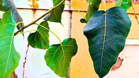 'या' झाडाचे पान खाल्ल्यामुळे पोटाच्या समस्या होतील छूमंतर.....