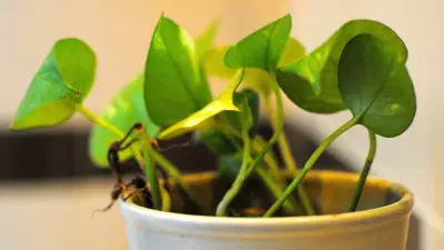 या 5 गोष्टी लक्षात ठेवा, कडक उन्हाळ्यातही कुंडीतील रोपं राहतील हिरवीगार