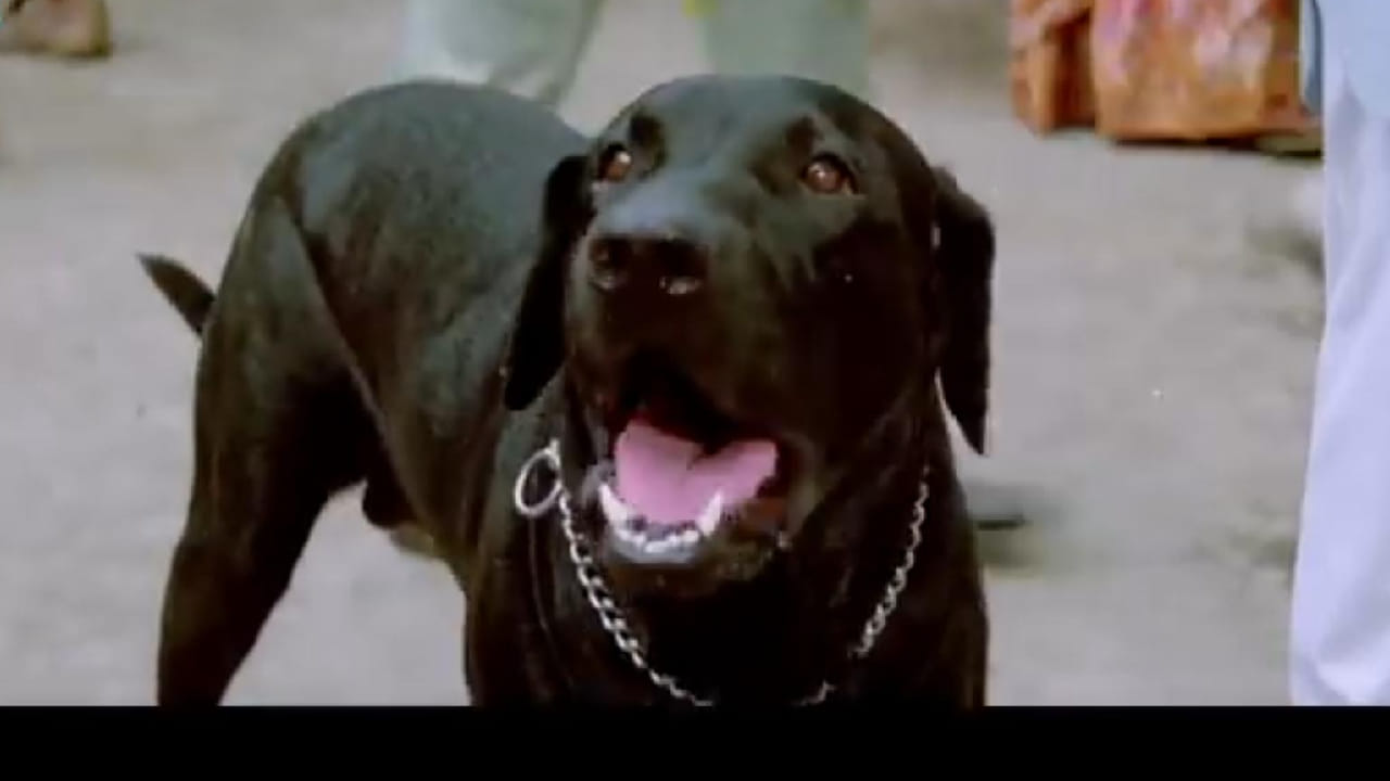 मात्र या चित्रपटाची खरी स्टार होती ‘ब्राउनी’ नावाची कुत्री, जिने ‘मोती’ ही भूमिका साकारली आणि प्रेक्षकांची मनं जिंकली. चित्रपटाची कथा राम नावाच्या प्रामाणिक युवकाभोवती फिरते. ही भूमिका जॅकी श्रॉफ यांनी साकारली आहे.