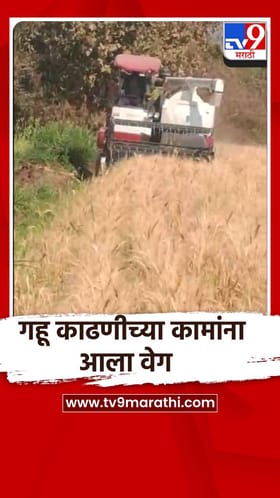 भोर तालुक्यातील ग्रामीण भागात पहिल्या टप्प्यातील गहू काढणीला सुरुवात.