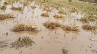 गारपिटीचे भयंकर संकट! 7 जिल्हे संकटात, थेट हाय अलर्ट जारी, पुढील 24 तास धोक्याचे..