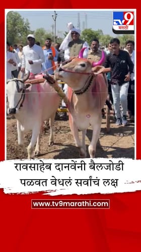 भाजप नेते रावसाहेब दानवे यांचा रांगडा अंदाज; स्वतः पळवली बैलजोडी