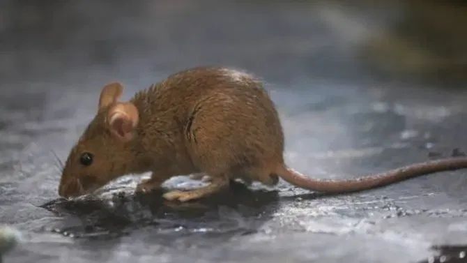 10 रूपयांच्या पावडरची जादू, घरातील उंदीर क्षणात होतील गायब