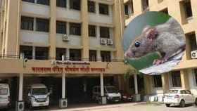 सरकारी रूग्णालयात भयंकर प्रकार, उंदराने कुरतडल्यानंतर पेशंटचा मृत्यू.