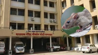 सरकारी रूग्णालयात भयंकर प्रकार, पेशंटला आयसीयूत उंदराने कुरतडले, दुपारी मृत्यू; मीरा भायंदर हादरलं