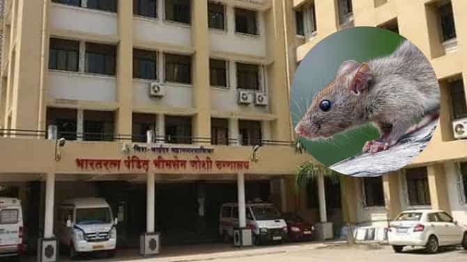 सरकारी रूग्णालयात भयंकर प्रकार, पेशंटला आयसीयूत उंदराने कुरतडले, दुपारी मृत्यू; मीरा भायंदर हादरलं