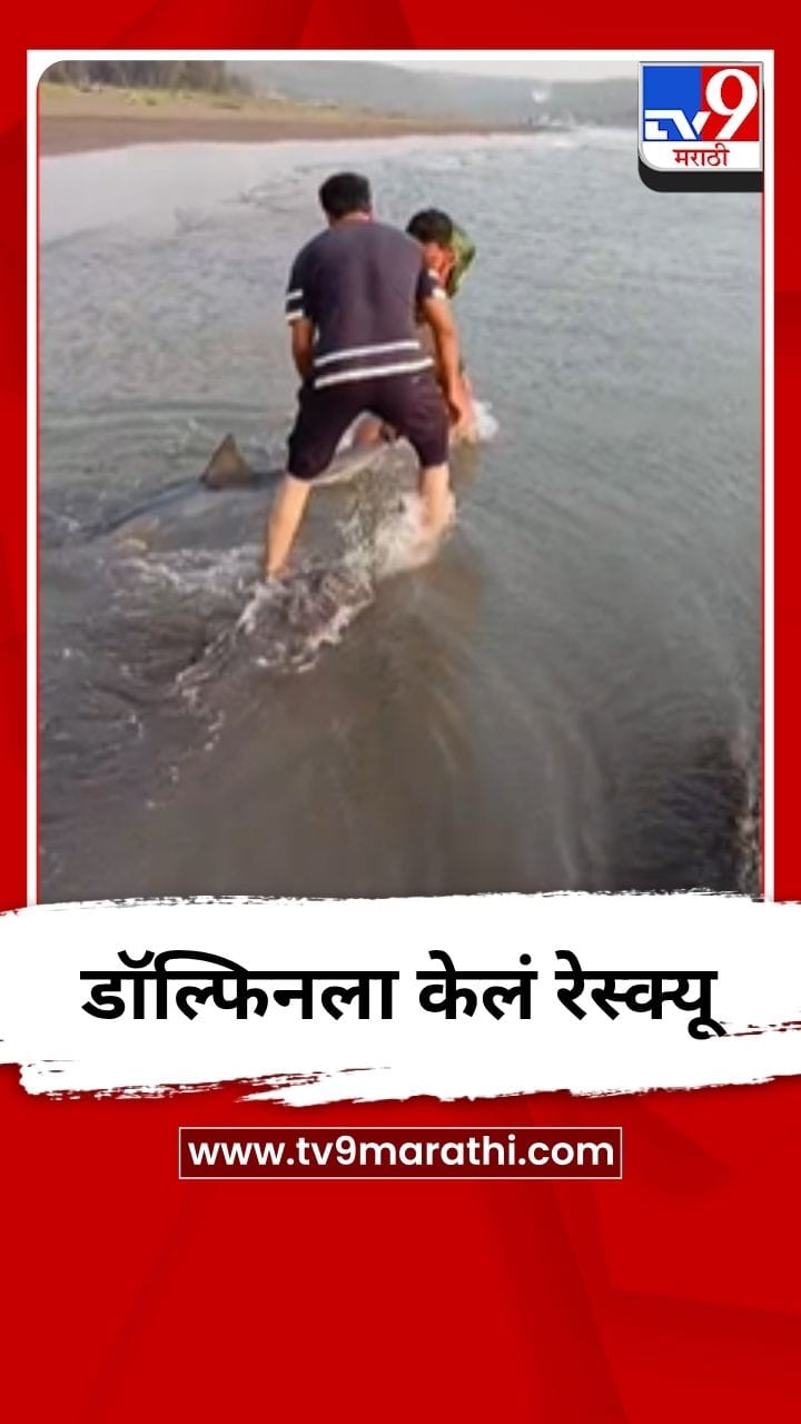 दाभोळ समुद्रकिनाऱ्यावर स्थानिकांनी वाचवला डॉल्फिनचा जीव - Video