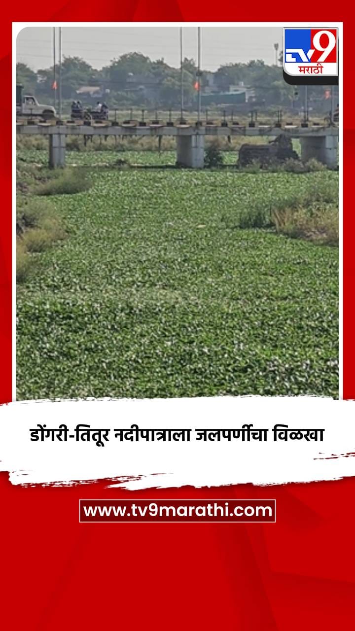 डोंगरी-तितूर नदीपात्राला जलपर्णीचा विळखा