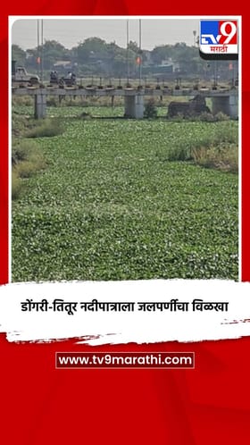 डोंगरी-तितूर नदीपात्राला जलपर्णीचा विळखा.