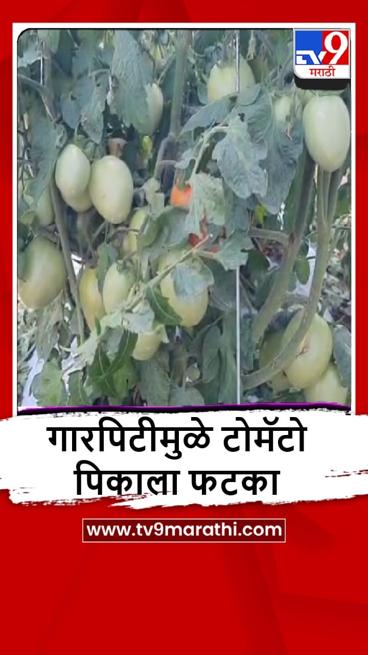 Sangli : गारपिटीमुळे प्रचंड नुकसान, पिकं उद्धस्त