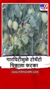 Sangli : गारपिटीमुळे प्रचंड नुकसान, पिकं उद्धस्त.