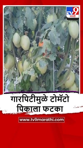 Sangli : गारपिटीमुळे प्रचंड नुकसान, पिकं उद्धस्त