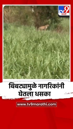 बिबट्यामुळे नागरिकांनी घेतला धसका