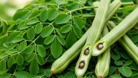 शेवग्याच्या पानांचे आश्चर्यकारक फायदे, असा करा आहारात समावेश.