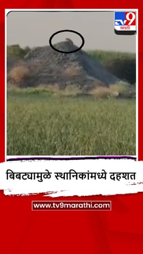 Shirur : दहशत कायम, बिबट्या आढळल्याने स्थानिकांमध्ये भीतीचं वातावरण.