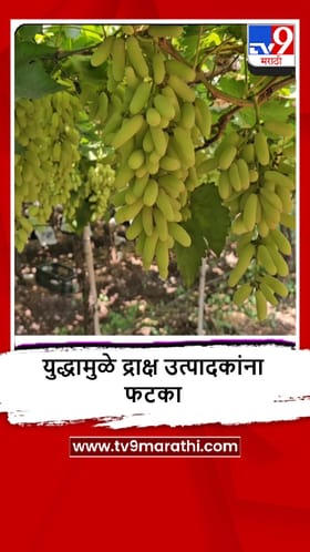Pargaon : द्राक्ष उत्पादक शेतकऱ्यांना आखाती देशात निर्यात होत नसल्याने आर्थिक फटका.