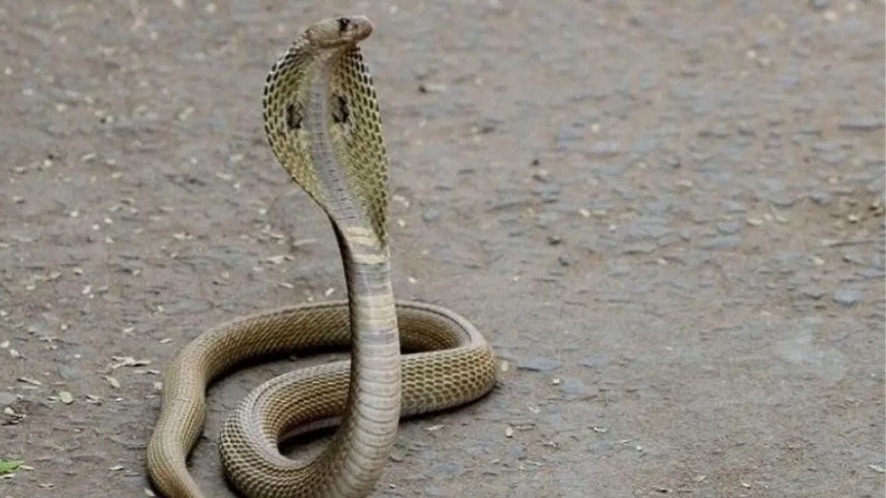 सापाचे नाव जरी काढले तरी अनेकांची बोबडी वळते. तसेच एखाद्याला सर्वात विषारी नाग दिसला तर गोंधळ उडतो. पण तुम्हाला माहिती आहे का असे काही उपाय आहेत जे केल्यावर फणा काढलेला नाग देखील शांत होतो. चला जाणून घेऊया त्या उपायांविषयी...