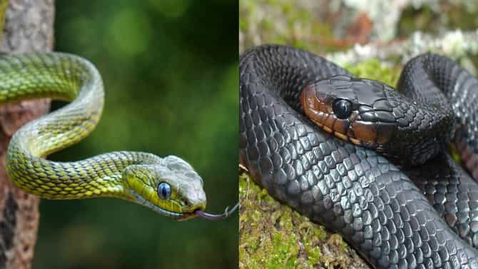 घनदाट जंगलांमध्ये आदिवासी लोक सापांपासून बचाव कसा करतात? ही ट्रिक तुम्हालाही माहिती पाहिजेच, साप कधीच जवळ येणार नाही