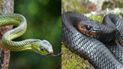 घनदाट जंगलांमध्ये आदिवासी लोक सापांपासून बचाव कसा करतात? ही ट्रिक तुम्हालाही माहिती पाहिजेच, साप कधीच जवळ येणार नाही