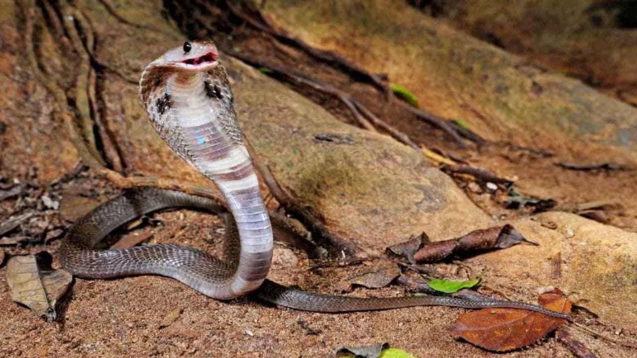 नागाला कधीही उकसवू नये. त्याला हात लावणे, घेरणे किंवा चिडवण्याचा प्रयत्न करू नये. आक्रमक वर्तन केल्यास बचावासाठी तो हल्ला करू शकतो. जंगली प्राणी असल्याने त्यांच्या जागेचा आदर करा आणि लक्षात ठेवा की बहुतेक हल्ले तेव्हाच होतात जेव्हा लोक जाणीवपूर्वक किंवा चूकून सापांना उकसवतात.