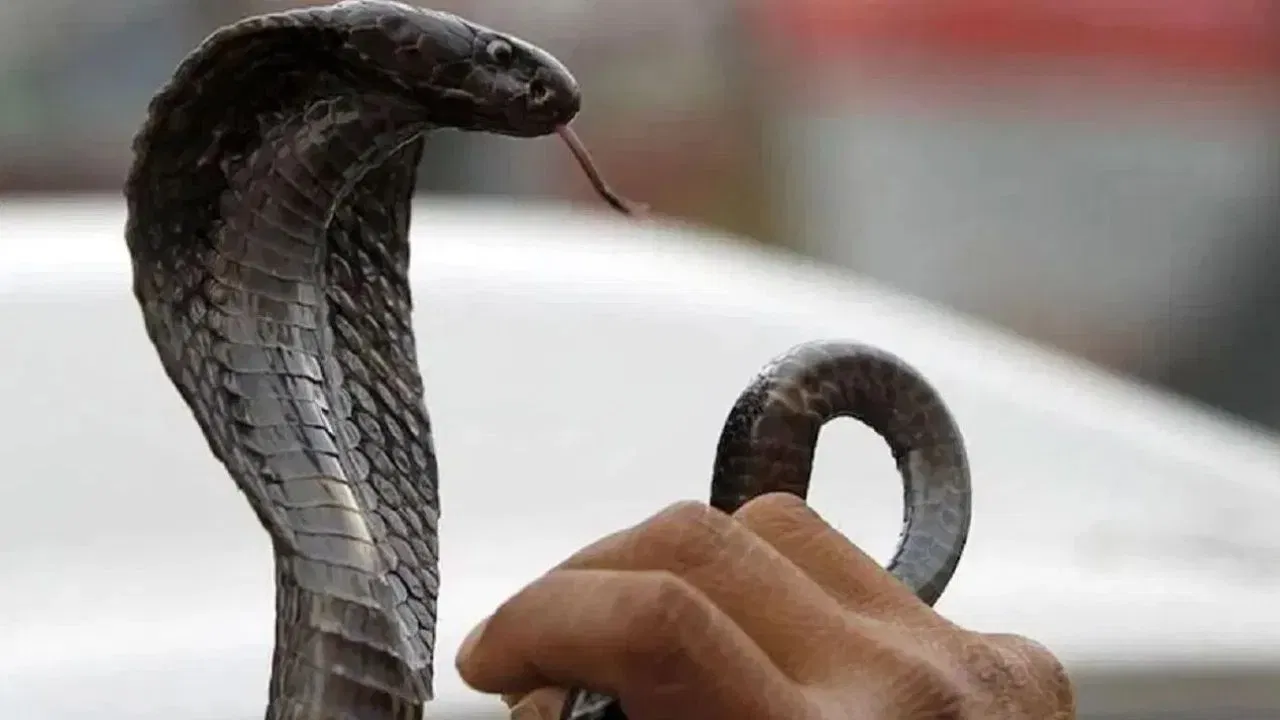 सापासमोर हळूहळू चाला, अचानक हालचाल केल्यास साप घाबरून हल्ला करू शकतो. हळूहळू आणि विचारपूर्वक मागे सरका आणि नागावर नजर ठेवा. हळू चालल्याने सापाला हे संकेत मिळतात की तुम्ही त्याच्यासाठी धोका नाही.