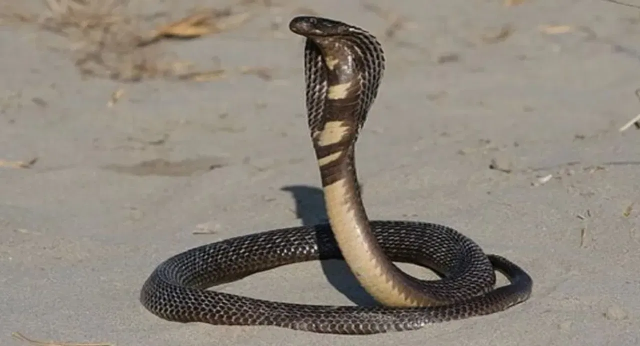 पूर्णपणे पाठ फिरवून मागे सरकू नका. हळूहळू मागे सरकत राहा जेणेकरून तुम्ही सापाच्या नजरेपासून लांब जाल आणि त्याला घाबरवून न टाकता शांतपणे दूर होता येईल.