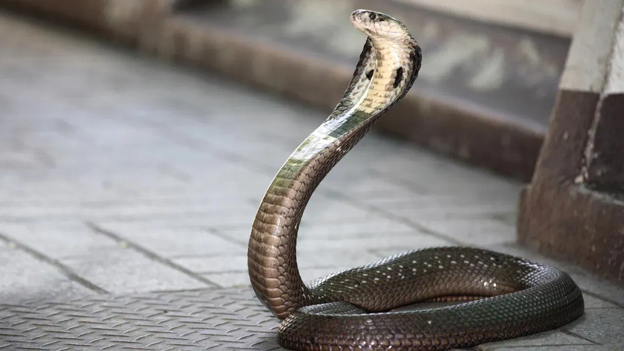 जर नाग लोकवस्तीच्या भागात असेल, तर स्थानिक वन्यजीव विभाग किंवा सर्पमित्राशी (स्नेक रेस्क्यू टीम) संपर्क साधा. स्वतः पकडण्याचा प्रयत्न करू नका, तर सर्पमित्राची मदत घ्या. ते लोक सापाला इजा न पोहोचवता सुरक्षित ठिकाणी नेऊ शकतात. (टीप: नाग हा विषारी साप असल्याने नेहमी सावध राहा आणि घाबरून अचानक हालचाल टाळा. धोका वाटल्यास त्वरित मदत मागवा.)