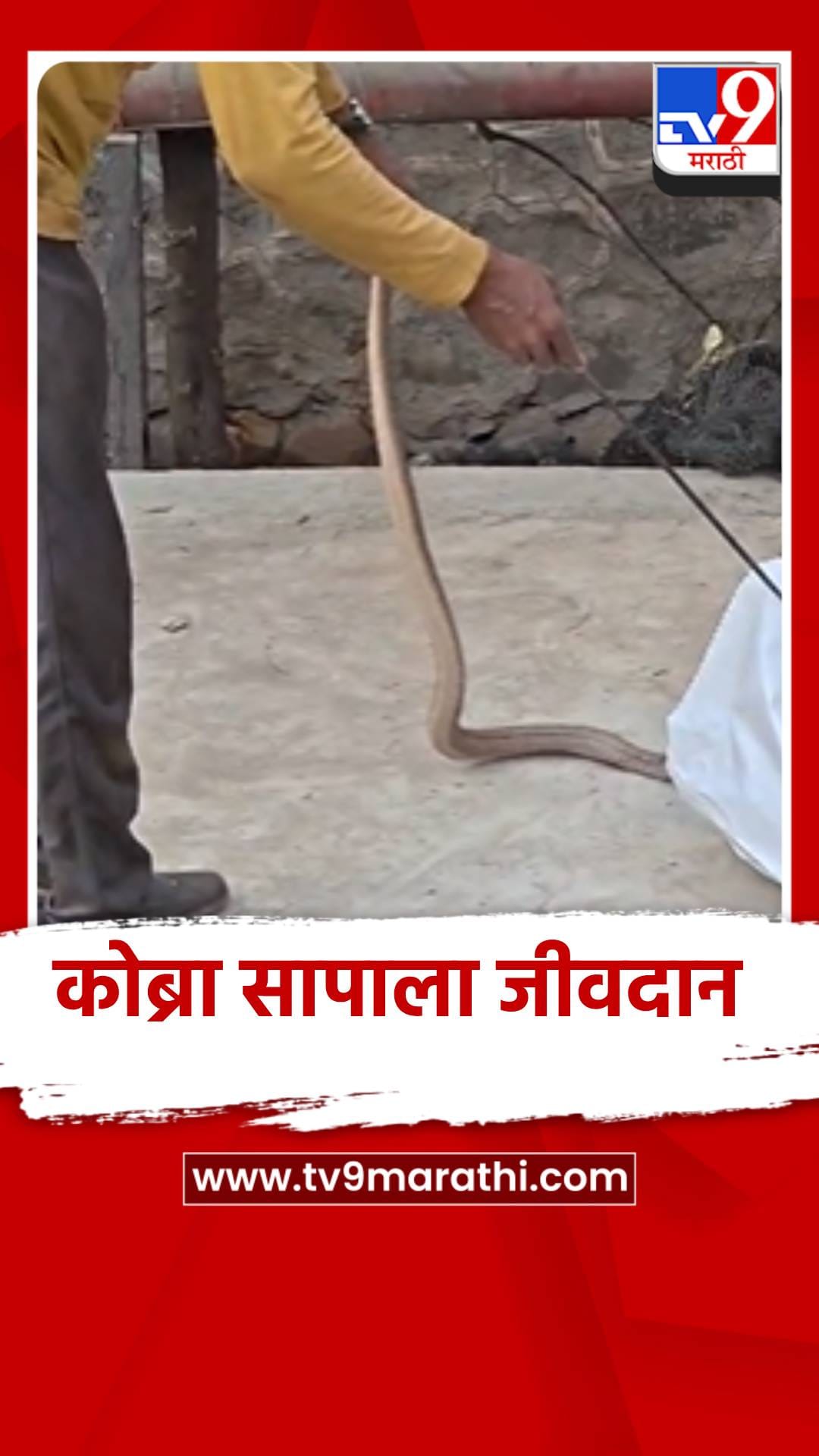कोब्रा सापाला वाचवण्यात सर्पमित्रांना यश