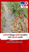 गडचिरोली जिल्ह्यात स्ट्रॉबेरी लागवडीच्या प्रयोग पहिल्यांदा यशस्वी.