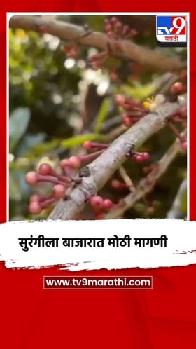 सुरंगीला बाजारात मोठी मागणी.
