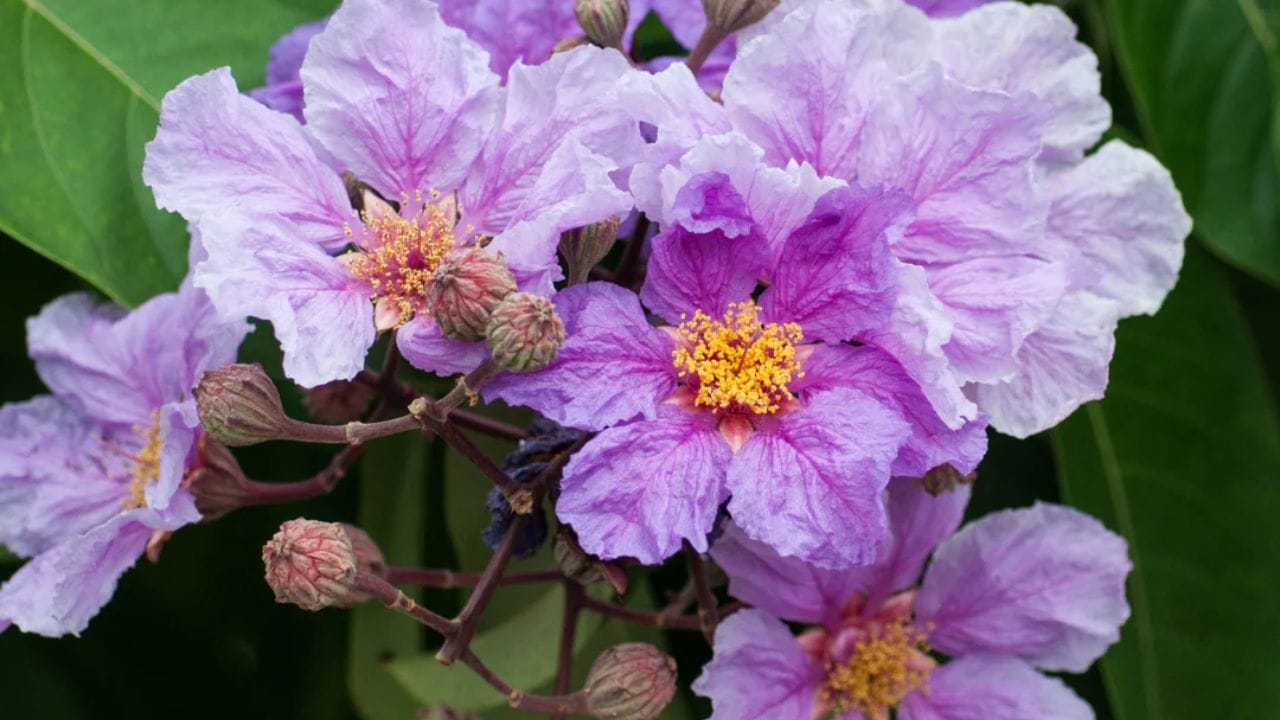 आढळणारे प्रदेश : ताम्हणाचे झाड भारतातील अनेक भागांत आढळते. महाराष्ट्, कर्नाटक, केरळ, तमिळनाडू, आसाम आणि ईशान्य भारतात हे झाड़ आढळते. महाराष्ट्रात हे झाड रस्त्यांच्या कडेला, उद्यानांमध्ये, शाळा-कॉलेज परिसरात आणि जंगलात लावलेले दिसते.