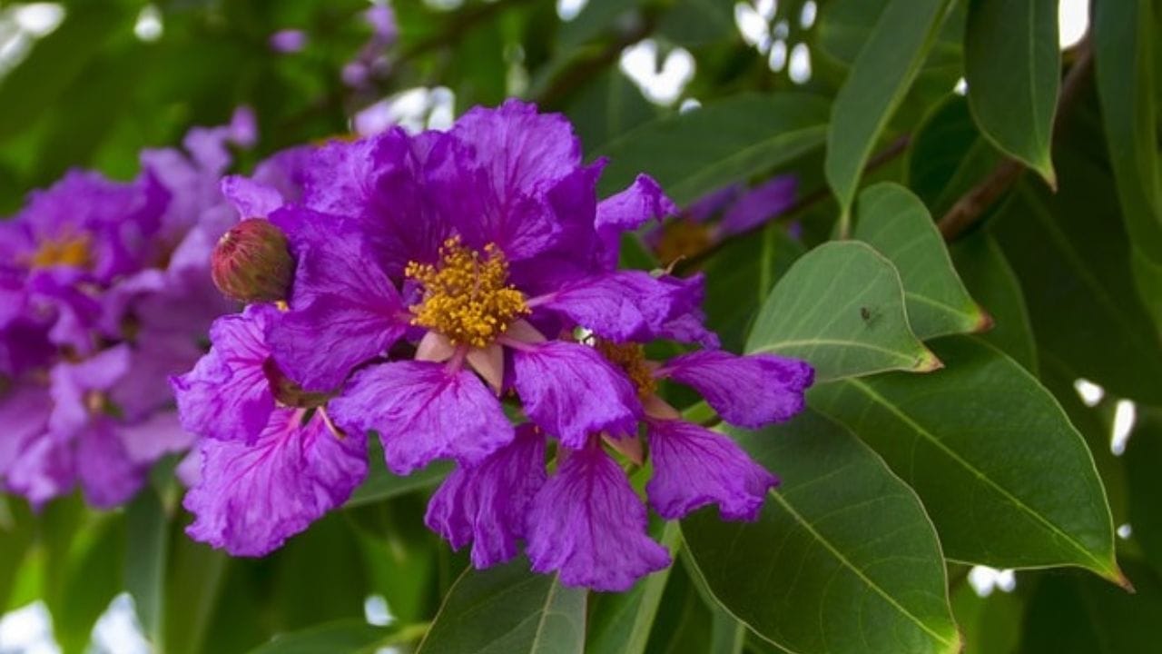 फुलण्याचा काळ : ताम्हणाच्या झाडाला प्रामुख्याने एप्रिल ते जून या काळात फुले येतात. उन्हाळ्यात इतर झाडांवर फुले कमी असताना ताम्हण पूर्ण फुलांनी बहरलेले दिसते, त्यामुळे ते खूप आकर्षक वाटते.