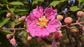 GK : महाराष्ट्राचे राज्य फूल कोणते? उत्तर वाचून चकित व्हाल.