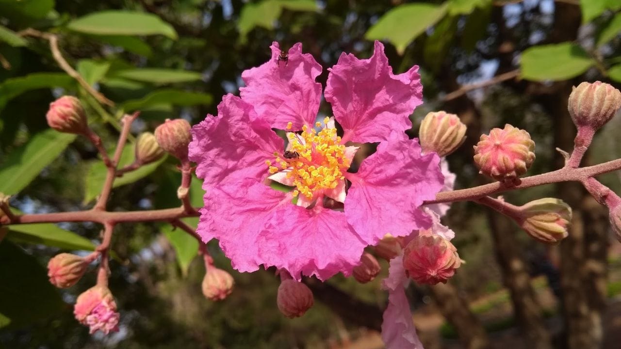 झाडाची ओळख : ताम्हण हे एक पानझडी झाड आहे. हे झाड साधारणपणे 15 ते 20 मीटर उंच वाढू शकते. त्याची पाने मोठी, गुळगुळीत आणि हिरव्या रंगाची असतात. उन्हाळ्यात या झाडावर जांभळट गुलाबी फुले येतात.