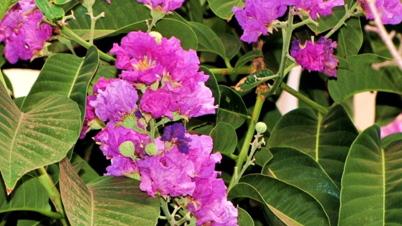 महाराष्ट्राचे राज्यफूल : ताम्हण हे महाराष्ट्राचे अधिकृत राज्यफूल आहे. याला जारुल किंवा इंग्रजीमध्ये Pride of India असेही म्हणतात. जांभळट-गुलाबी रंगाची आकर्षक फुले, उंच झाड आणि पर्यावरणासाठी असलेले महत्त्व यामुळे या झाडाला विशेष स्थान आहे.