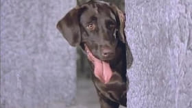 1985चा ब्लॉकबस्टर चित्रपट, कोणताही व्यक्ती बघताना रडतो, शेवट तर खूपच...